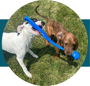Forms Pups