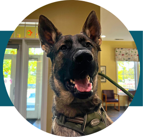 Petdesk Dog