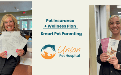Wellness Plans vs. Pet Insurance: What’s the Difference—and Why You Might Need Both