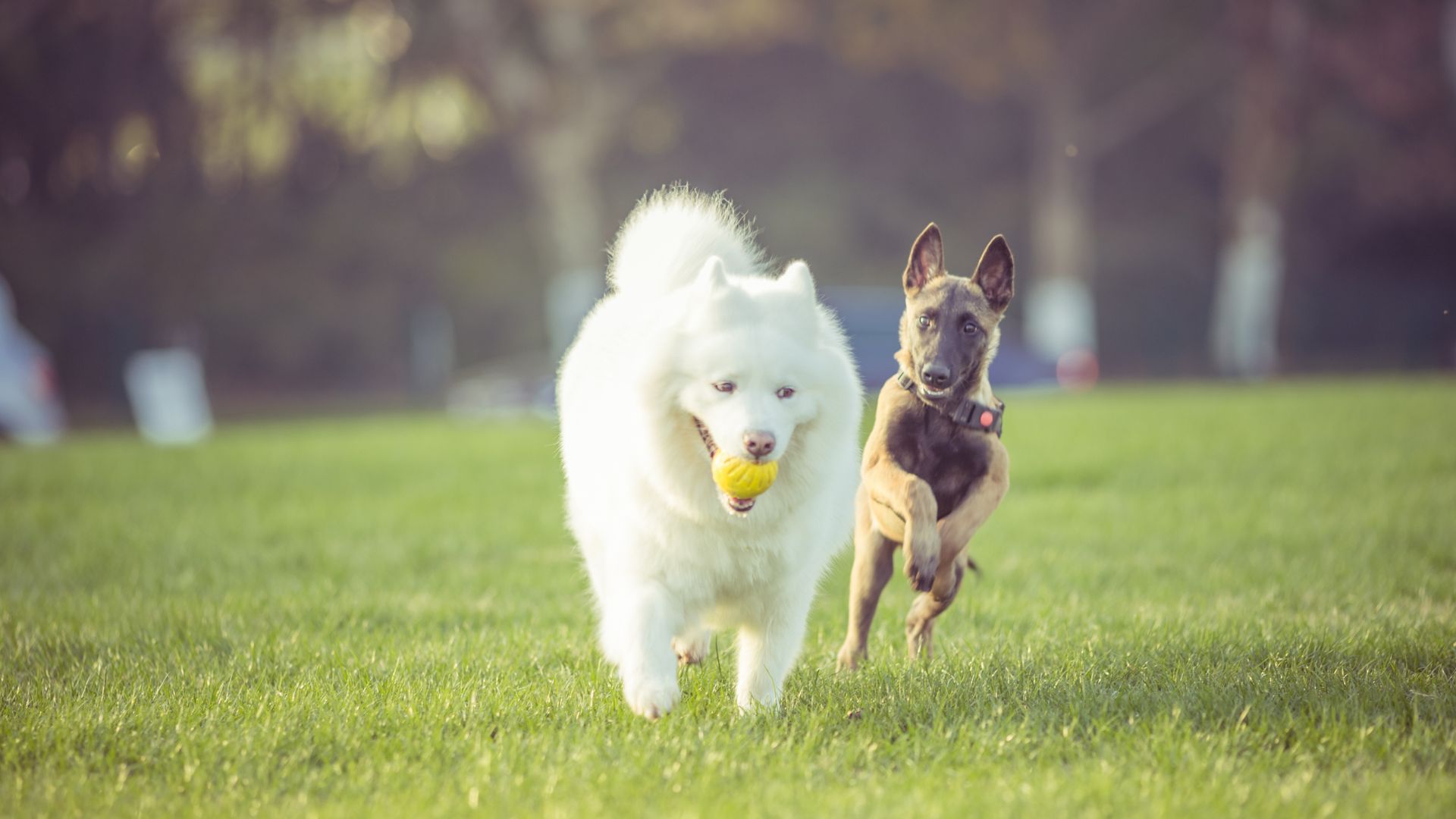 dogs playing together