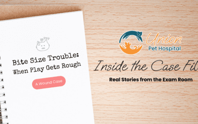 Bite-Sized Trouble – When Play Gets Rough