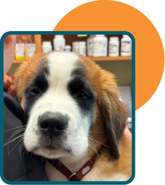 Close-up of a St. Bernard puppy