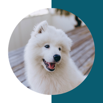 White fluffy dog on terrace