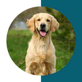 dog sitting on grass outdoors