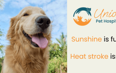 Heat Stroke in Pets: Signs, Prevention, and what to do.