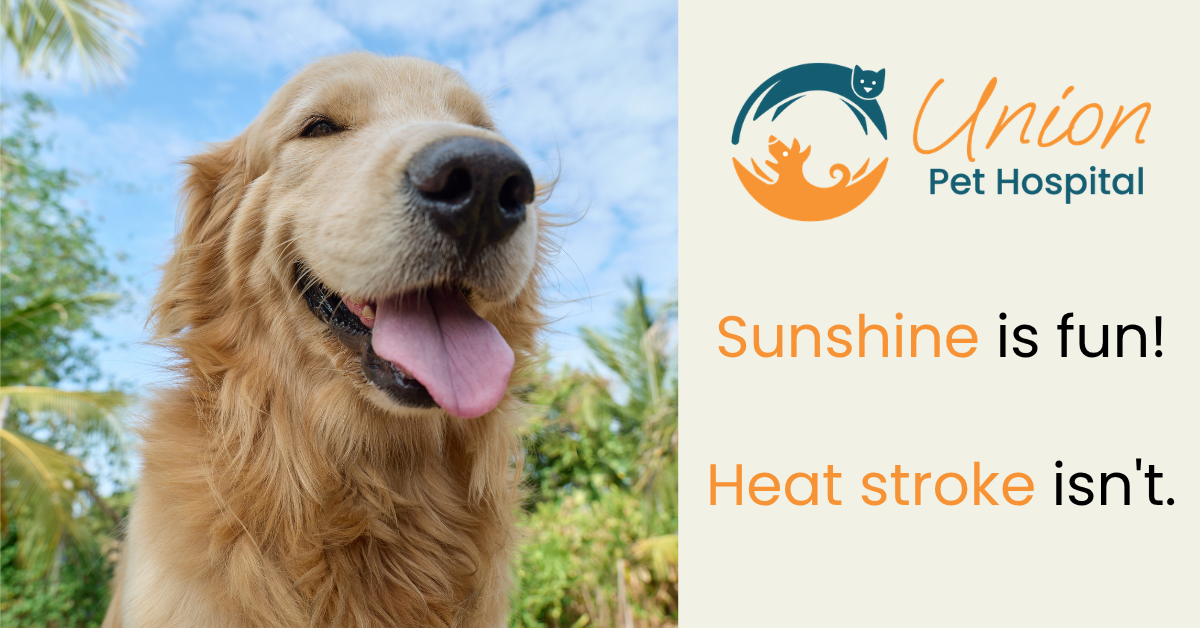 Heat Stroke in Pets