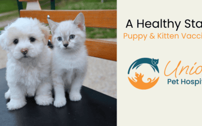 A Healthy Start: Puppy and Kitten Vaccines