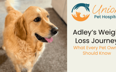 Adley’s Weight-Loss Journey: What Every Pet Owner Should Know