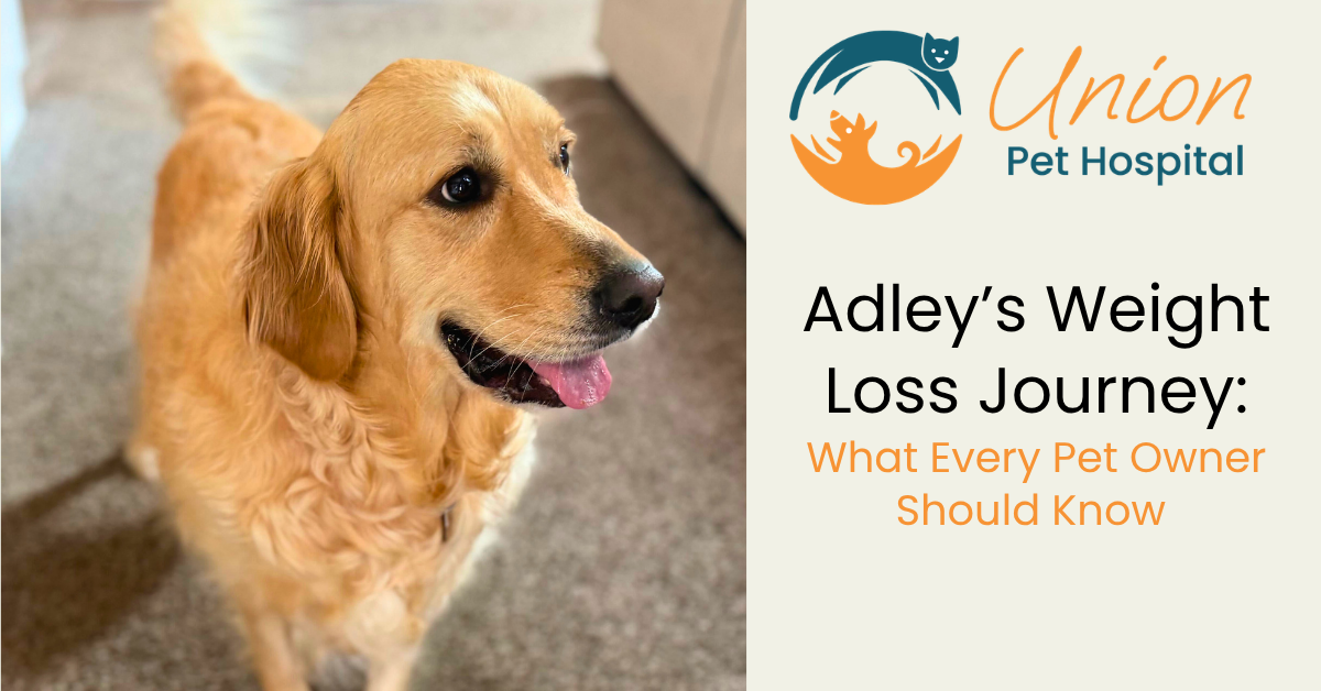 Adley’s Weight-Loss Journey Adley’s Weight-Loss Journey