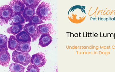 That Little Lump: Understanding Mast Cell Tumors in Dogs
